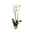 White Orchid