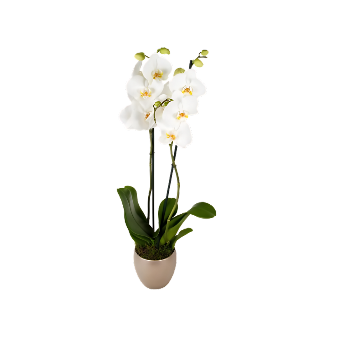 White Orchid