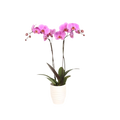 Blush Orchid